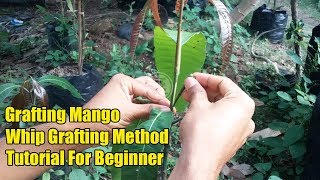 Whip Grafting Mango Tree Tutorial For Beginner