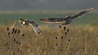 stunning short eared owl 🦉  at wallasea island RSPB essex