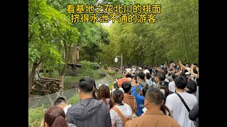 看大熊猫的游客太吵了，北川想带着北香果回家！#panda #大熊猫