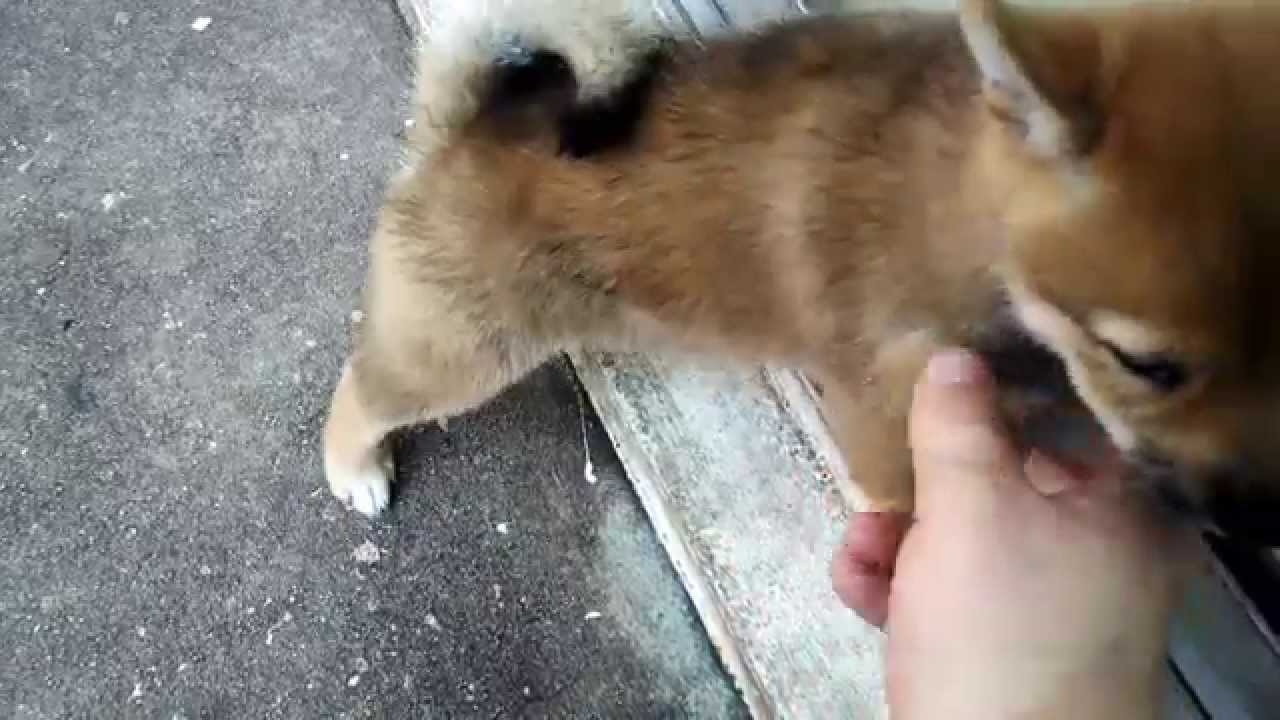 sesame shiba puppy