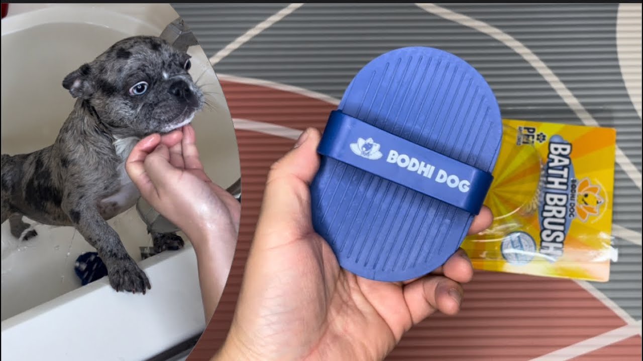 Bodhi dog bath brush YouTube