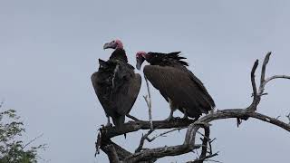 Lappet Faced Vultures Mate