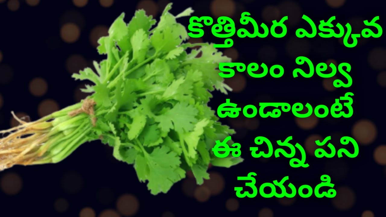 how to store coriander leaves for long time/కొత్తిమీర ఎక్కువ కాలం నిల్వ ఉండాలంటే ఈ చిన్న పని చేయండి