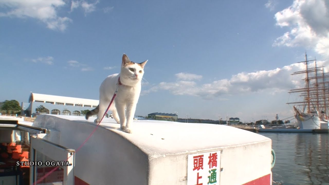 Jaf Mate Parkにゃんクイズ 富山県 新湊観光船副船長 みーちゃん編 Youtube Jaf Mate Parkにゃんクイズ 富山県 新湊観光船副船長 みーちゃん編 Youtube