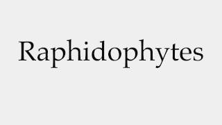 How to Pronounce Raphidophytes