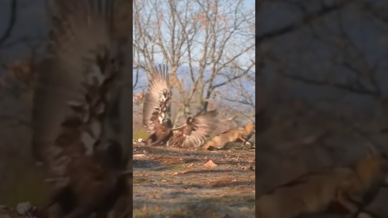 EAGLE VS FOX WHICH ONE IS POWERFUL 😨🔥🦅 