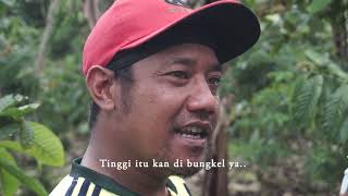 Teaser Arabica From Ulubelu Tanggamus Lampung