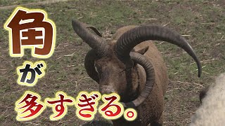 【中古】 旅のあとさき/牧羊社/岡田喜秋 土崎空襲の記録 1945.8.15未明 （秋田市土崎）(花岡 泰順 編著