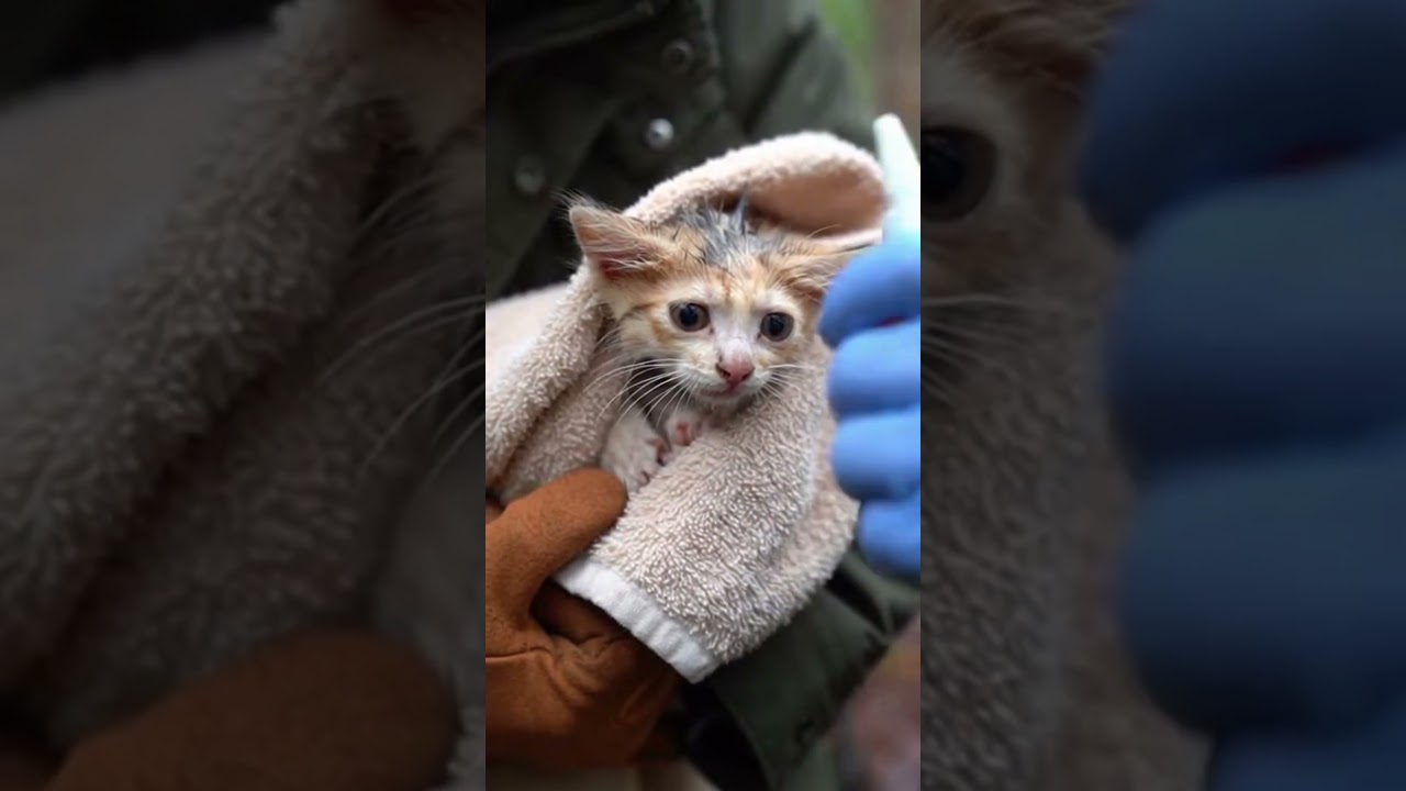 Tiny Kitten Rescued from Narrow Concrete Pipe🤩✨#animals #trending #viral #hero #rescue #kitten