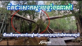 សោកស្តាយណាស់! ដើមឈើអាយុកាលរាប់រយឆ្នាំប្រាសាទតាព្រហ្មបានបាក់រលំហើយដោយសារខ្យល់|Khmer News Sharing