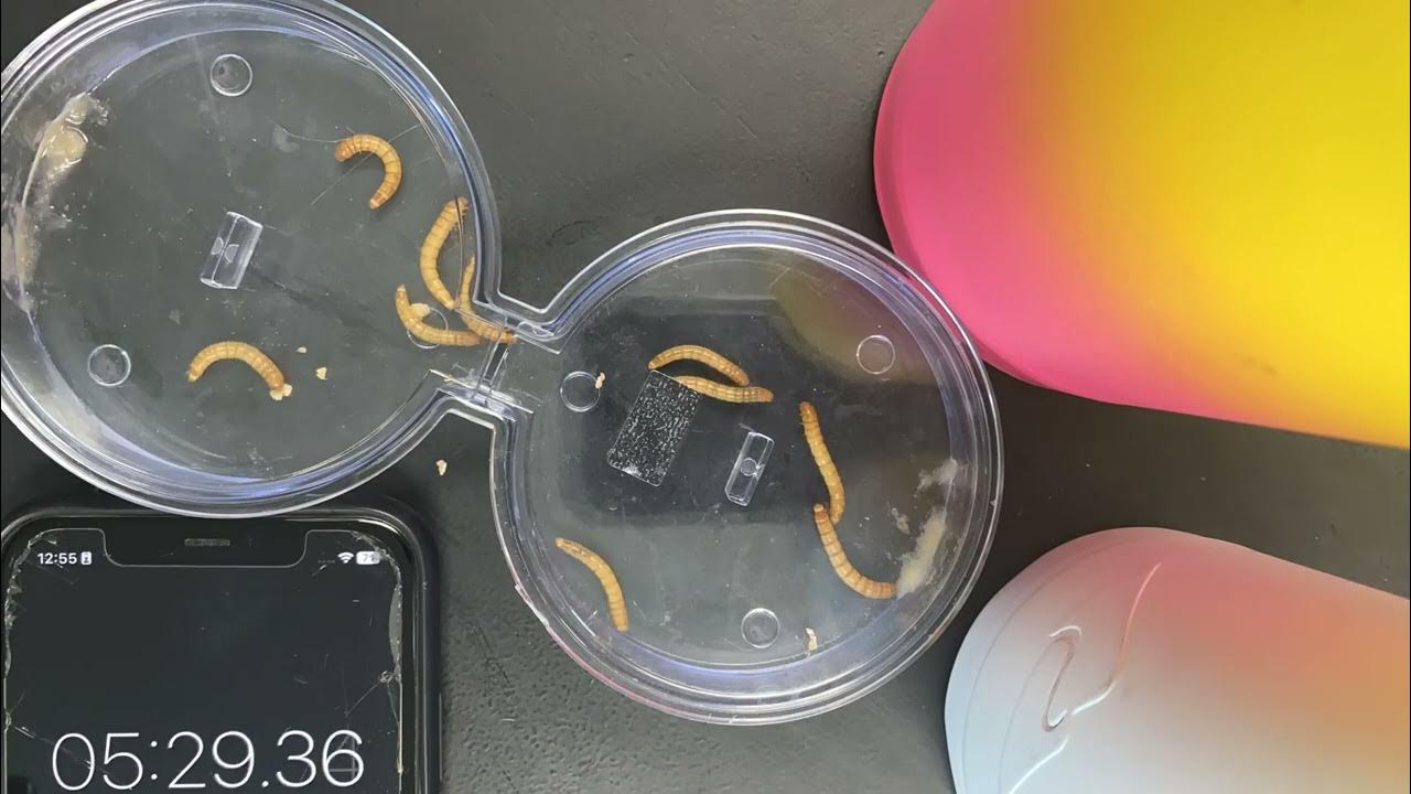 MEALWORM LAB TRIAL 2 YouTube