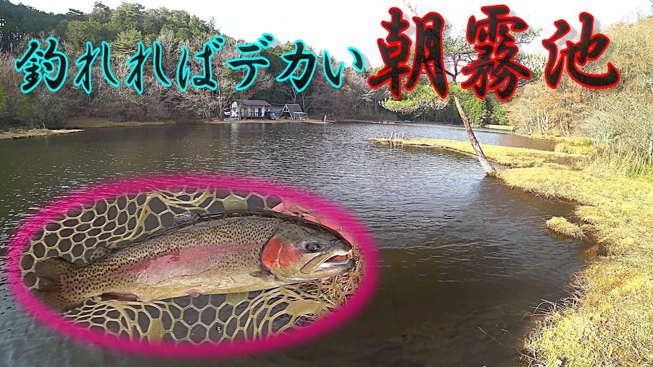 【エリアトラウト】釣れればデカい朝霧池