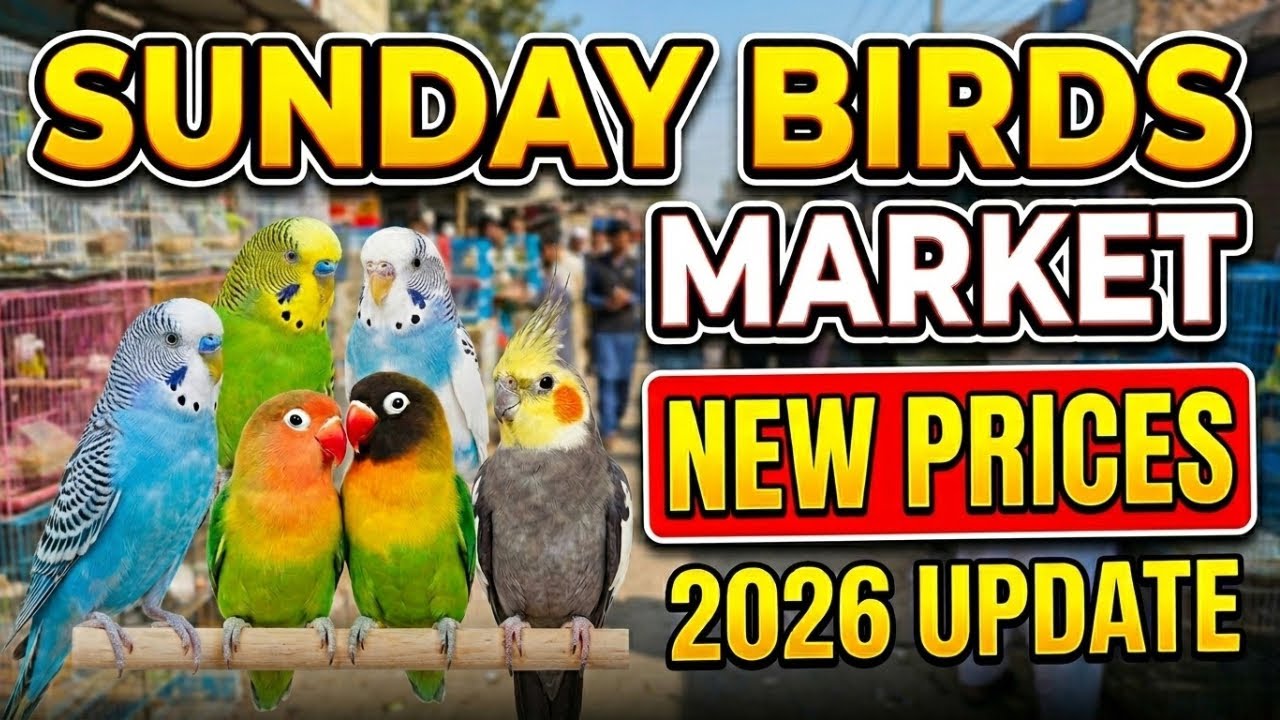 Sunday Birds Market Latest Price Update 2026 🦜 | Saste Tota Market | #birdsmarket #priceupdates #pet