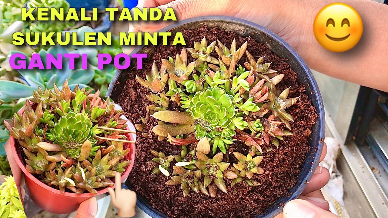 Cara merawat sukulen yg minta ganti pot | repotting sukulen 4K