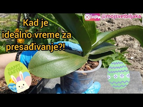 Video: Informacije o paprati - Kako uzgajati borove paprati u krajoliku