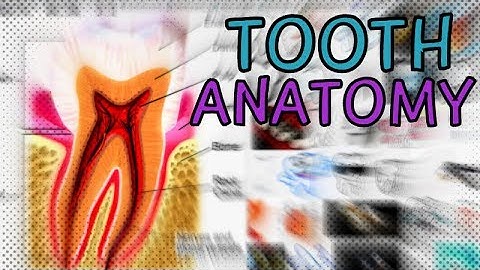 Tooth Anatomy - Explained in 1 Minute! Dental Anatomy