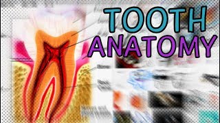 Tooth Anatomy - Explained in 1 Minute! Dental Anatomy screenshot 5