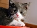 Funny Videos 2014 – Funny Cats Video – Funny Cat Videos Ever – Funny Animals Funny Fails 2014