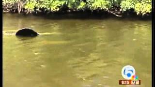 Record number of manatees killed by cold