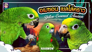 นกเเก้วอเมซอน เยลโล่คราว (Yellow-Crow Amazon)