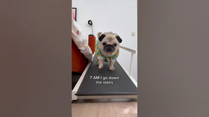 A VERY busy morning in Loulou’s life 😂 (Song by The Holderness Fam) #pug #dog #shorts - DayDayNews