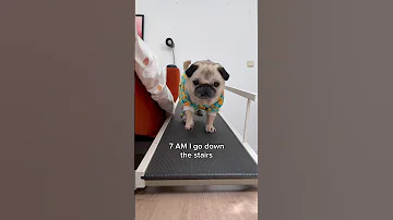 A VERY busy morning in Loulou’s life 😂 (Song by The Holderness Fam) #pug #dog #shorts