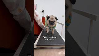 A VERY busy morning in Loulou’s life 😂 (Song by The Holderness Fam) #pug #dog #shorts screenshot 5