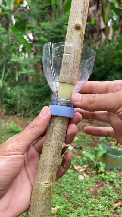 mencangkok menggunakan botol bekas #bonsai #bonsaitree #bonsaiindonesia #koreabonsai  #reels #shorts