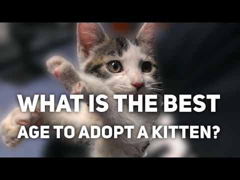 Video: Wanneer moeten kittens worden geadopteerd?