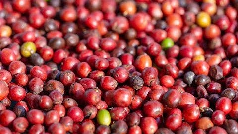 Cherry Coffee Color Sorter Bean Sorting Machine-RealTech Manufacture