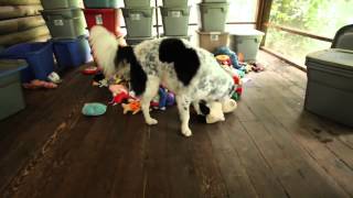 Chaser Unlocking the Genius of the Dog Who Knows a Thousand Words by Zula Cowley 147 views 8 years ago 3 minutes, 25 seconds