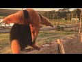 Anteater Wants To Fight