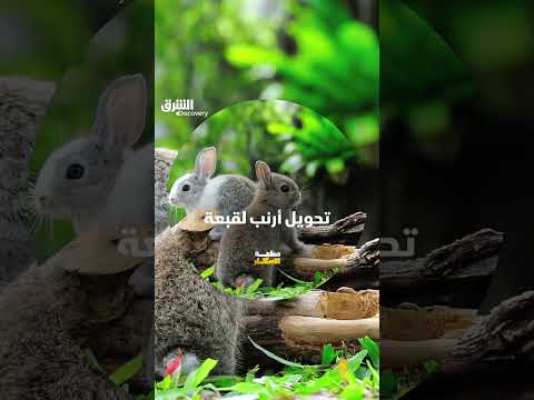 تحويل أرنب لقبعة