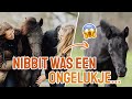 Nibbit was een ongelukje.... || Q&A