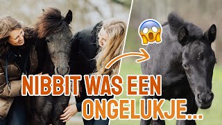 Nibbit was een ongelukje.... || Q&A