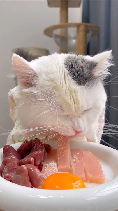 Cat Eats Fresh Meat 🥩🍳|ASMR Cat Mukbang #asmr #mukbang #cat #cute #catvideos #pets #shorts