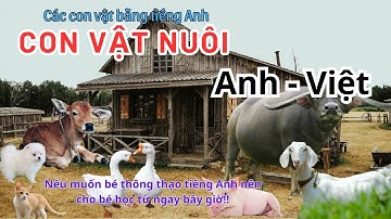 Các con vật bằng tiếng Anh || phần 6 ( Con vật nuôi )
