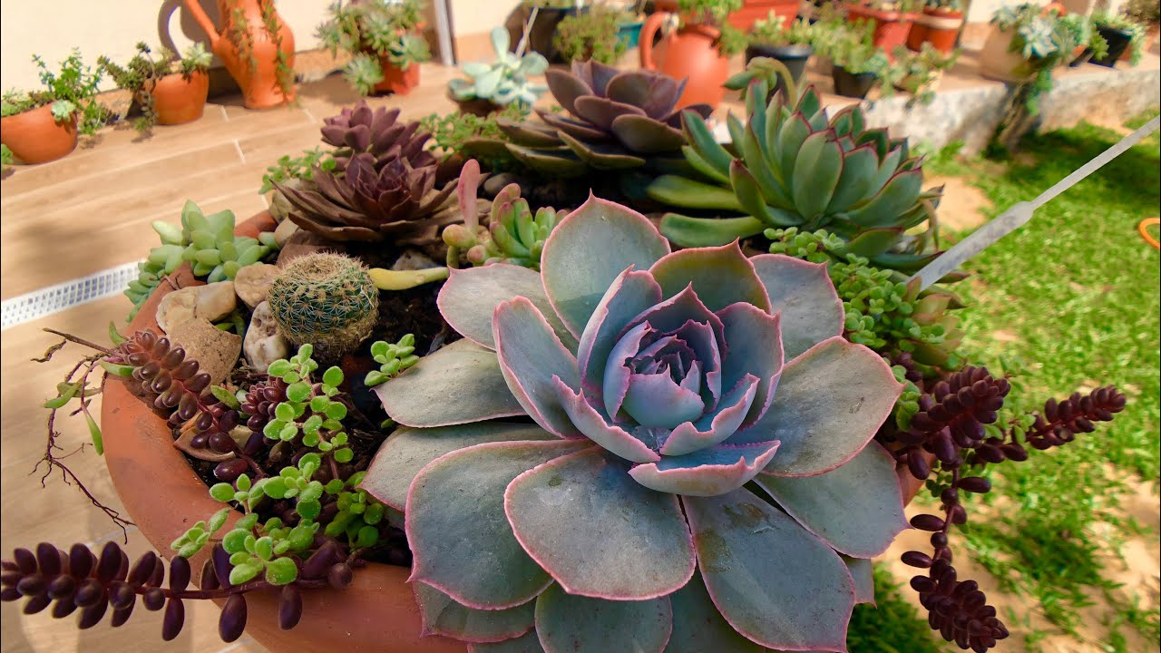 SUCULENTAS DE SOL - Floração e Cores do Frio