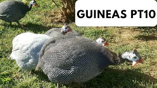 Guineas Pt10
