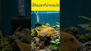 ปลาหมอสีปากอมไข่ Mouthbrooding Cichlid #animals #sea #viral #trending #ความรู้สัตว์ #nature