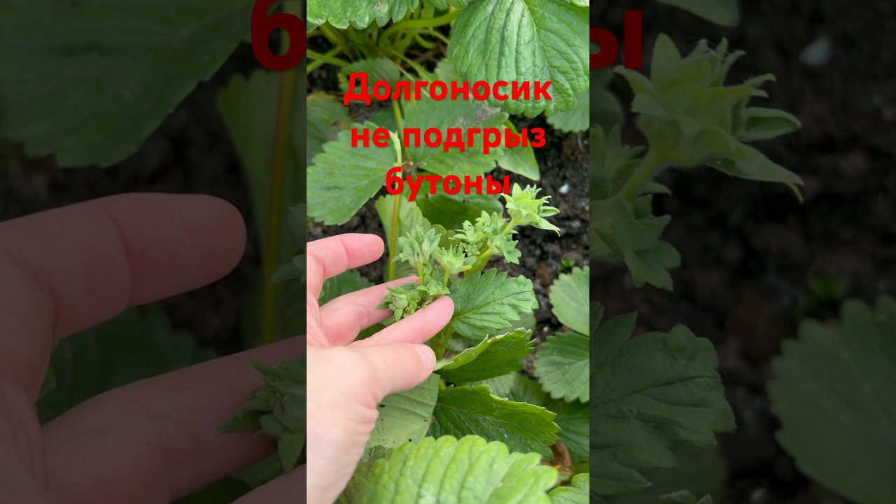 Нашла средство от долгоносика, который подгрызал бутоны клубники - фуфанон