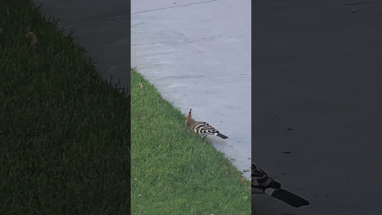 hoopoe on the grass