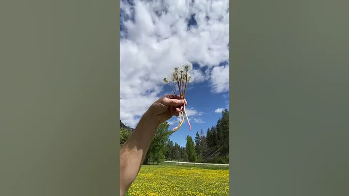 BLOWING DANDELIONS / MRDKENDALL #shorts #dandelions