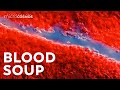 How Your Blood Keeps You Alive