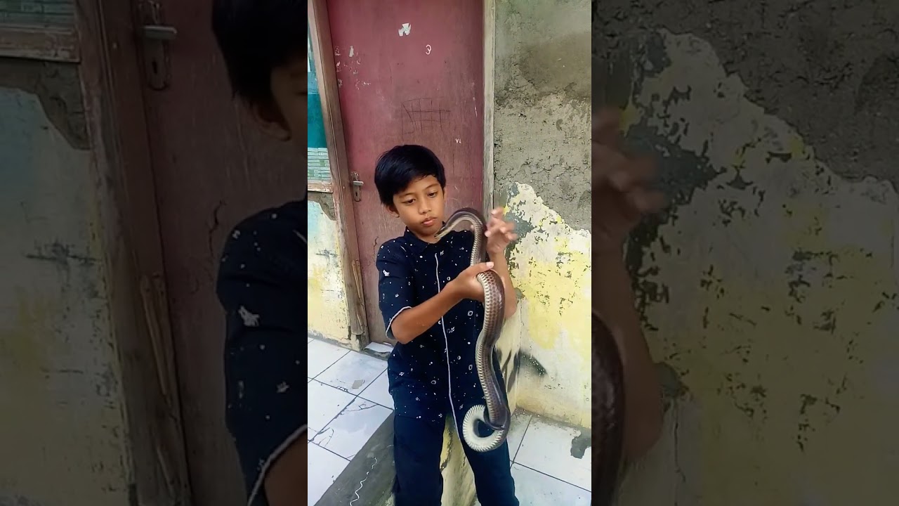 ular pelangi jumbo|| 