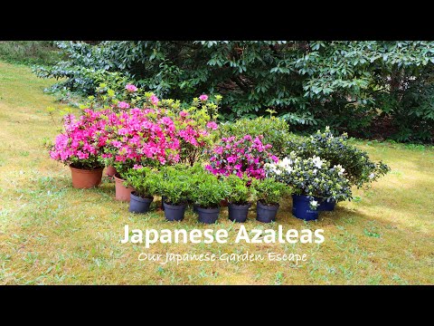 Videó: Japán azálea. Azalea Japanese: ültetés és gondozás