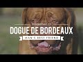 DOGUE DE BORDEAUX: MAN'S BEST FRIEND の動画、YouTube動画。