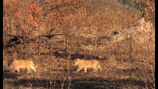 Lion Cubs Learning to roar like Mommy !! Seen in The Kruger National Park on the 14 July 2020