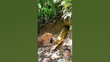 Leopard thought it was prey… but a SNAKE came out! 🐆🐍😲 #snakesaturday