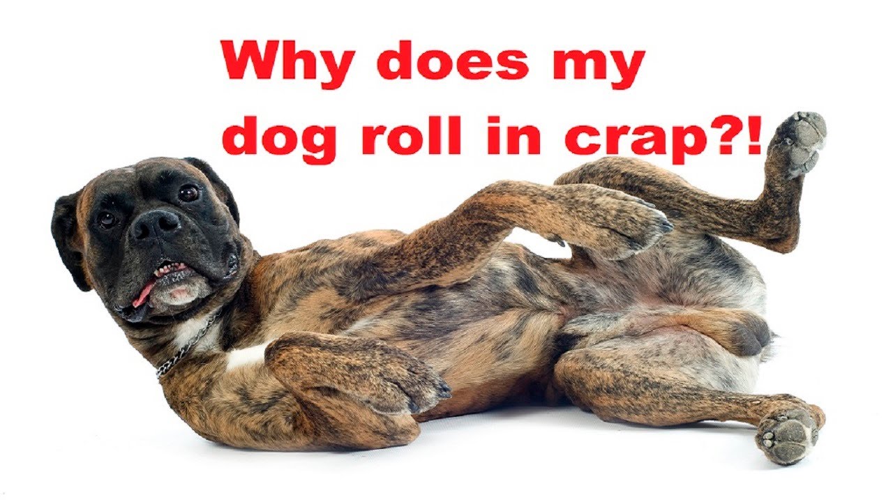 Ask Amy Why Does My Dog Roll In Poop and Nasty Stuff, and What Can I